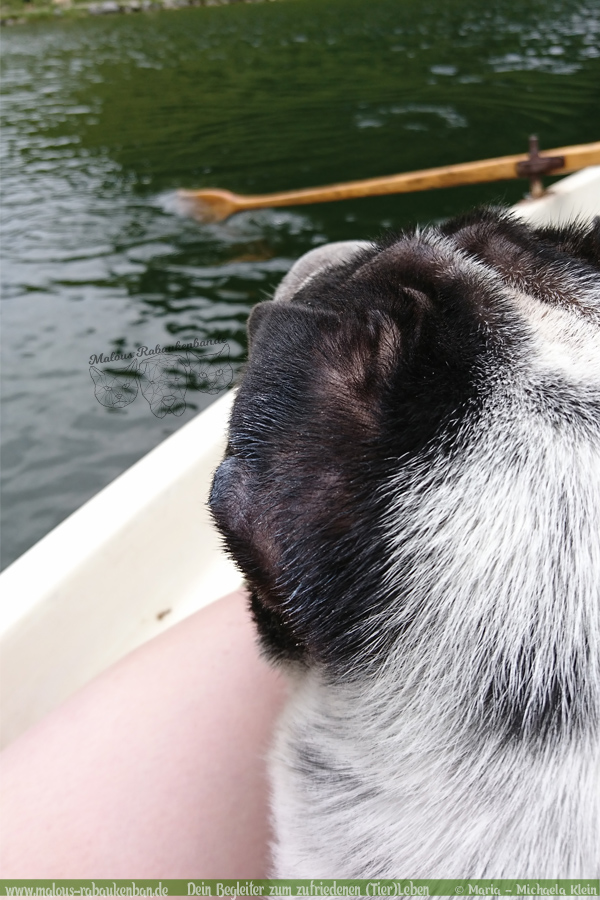 Ruderboot fahren mit Hund/Shar Pei